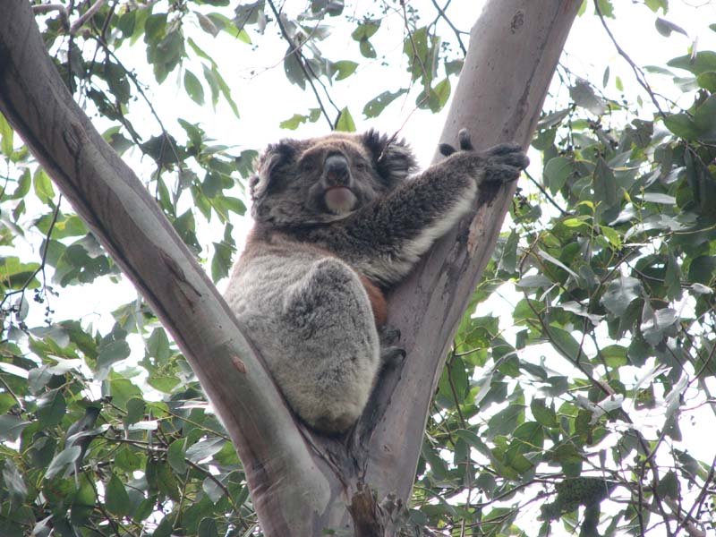 Koala